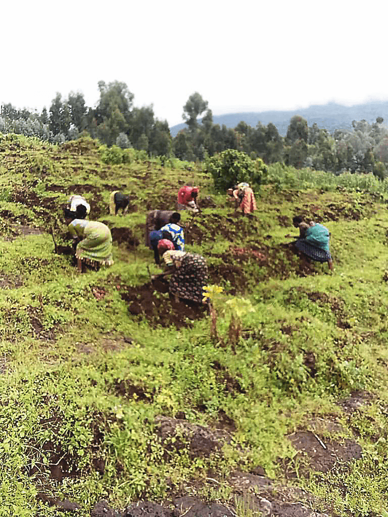Kartoffelernte in Kabagorozi, Ruanda